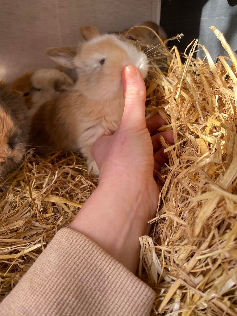 Baby dwerg konijntjes, Dieren en Toebehoren, Konijnen, Meerdere dieren, Dwerg
