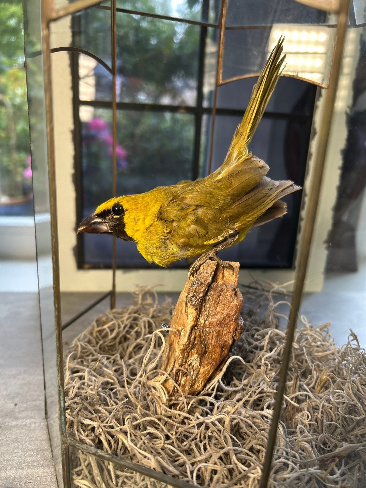 Opgezette vogel in 8-kantige vitrine, Ophalen, Zo goed als nieuw, Vogel, Opgezet dier