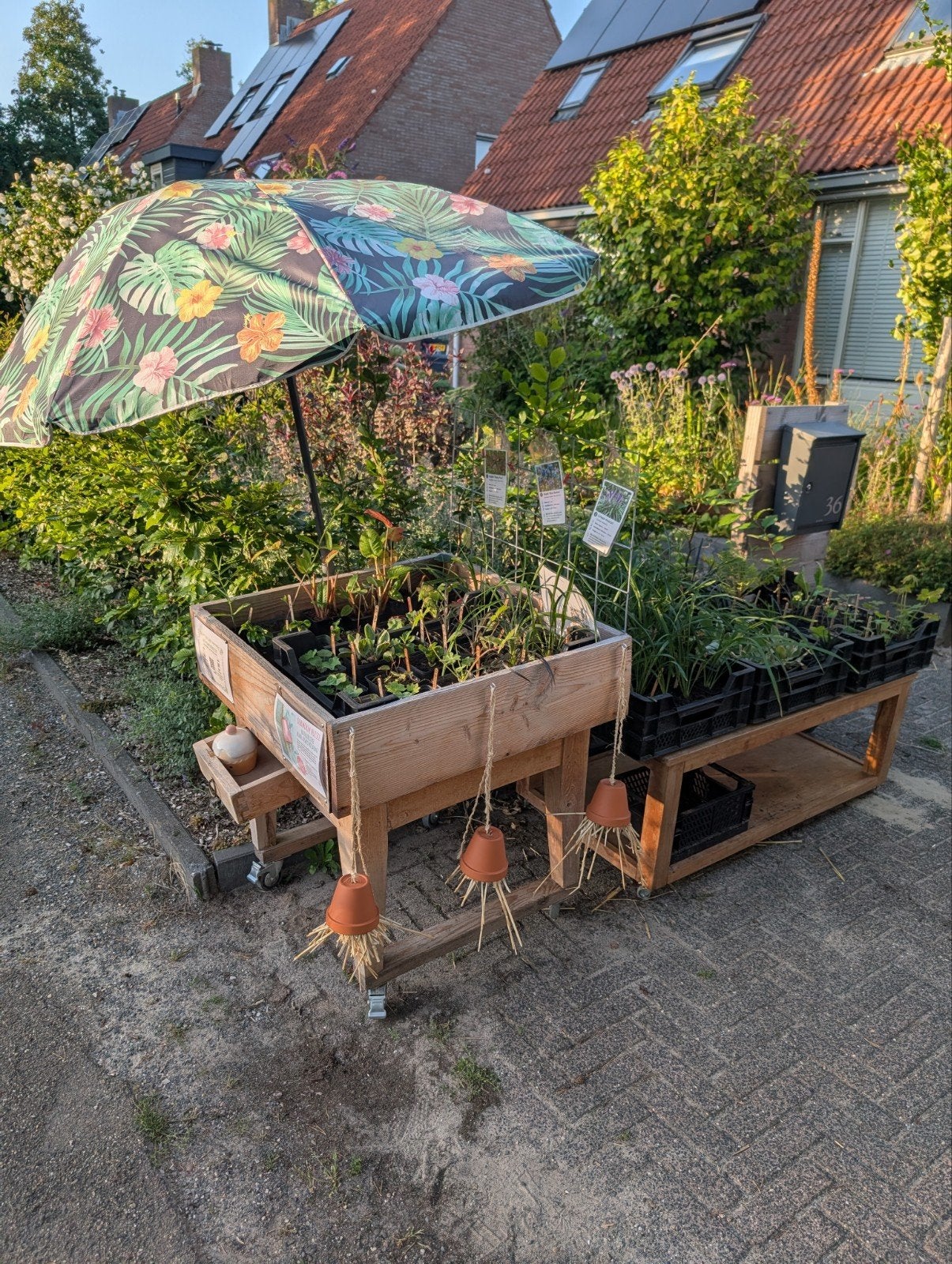 leuke vaste planten aan de weg te koop voor €1,-, Ophalen, Overige soorten, Halfschaduw