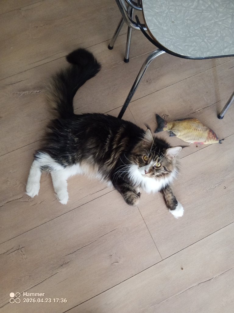 Russische Maine Coon kittens met stamboom, Dieren en Toebehoren, Meerdere dieren, Met stamboom