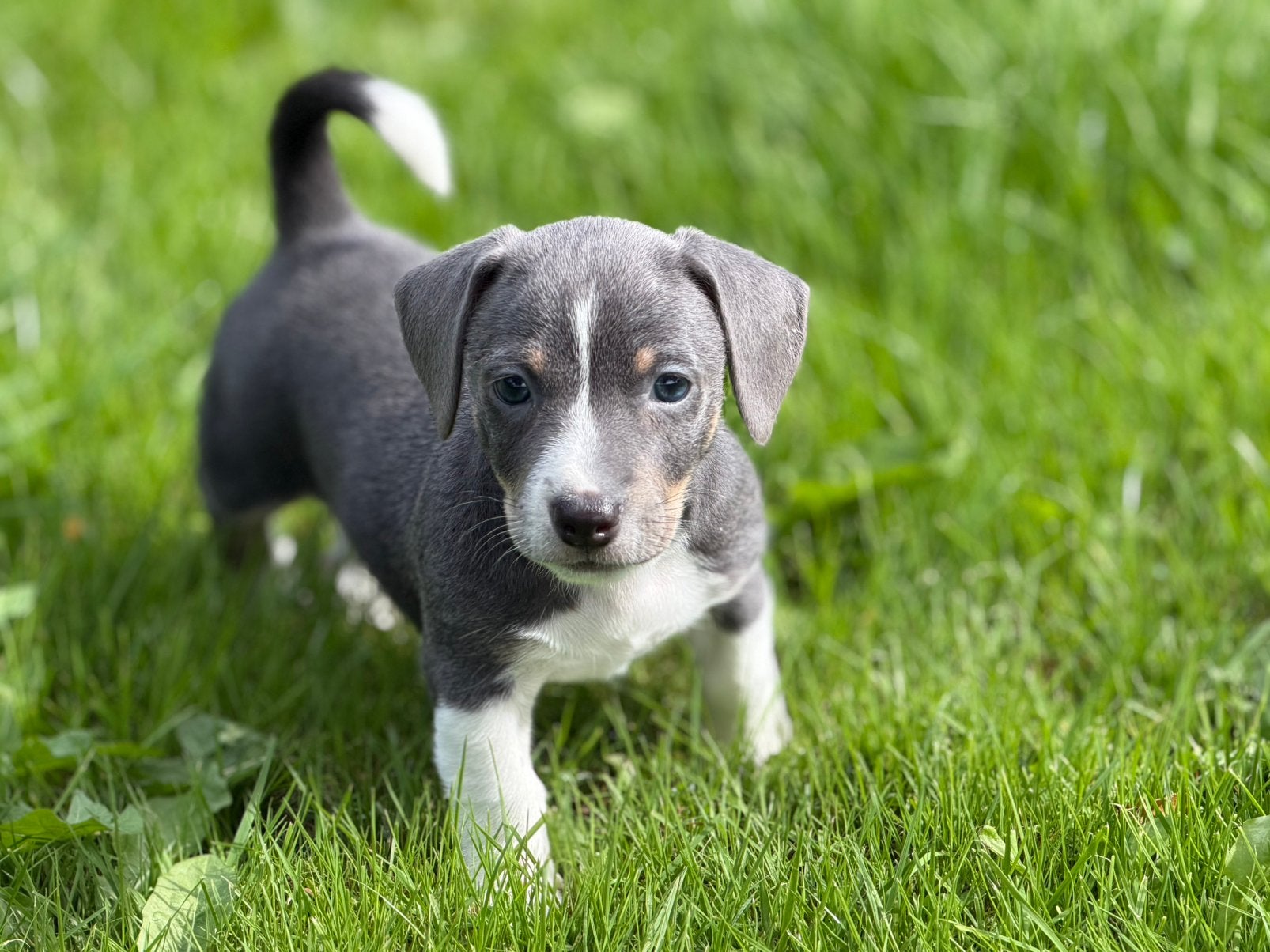 Prachtige  jack russel pups  , mogen het nest verlaten, Dieren en Toebehoren, Overige rassen, Meerdere, Meerdere dieren, Nederland