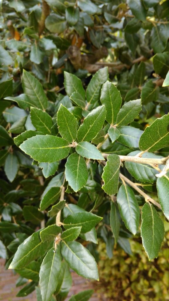 Quercus Ilex / mediterrane steeneik / wintergroen ‼️‼️, Bloeit niet, 400 cm of meer, Ophalen, Volle zon