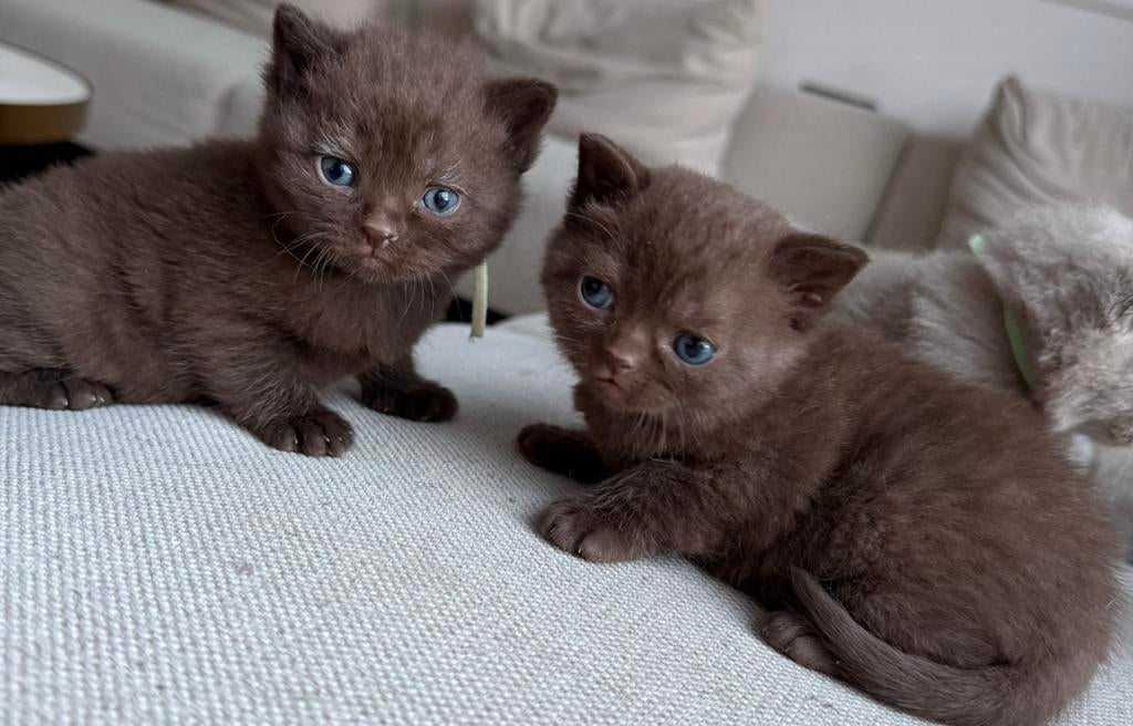 Brits korthaar kittens te koop, Poes