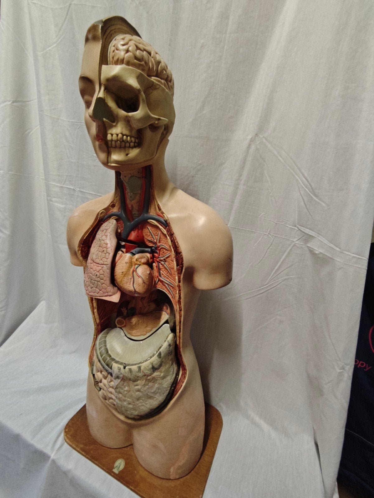Antieke Anatomische Torso Model - Bijna Compleet, Antiek en Kunst, Ophalen