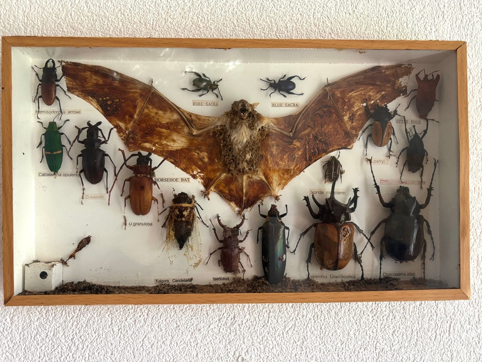 Opgezette Vleermuis en Insecten in Vitrine, Ophalen, Gebruikt, Insect, Opgezet dier