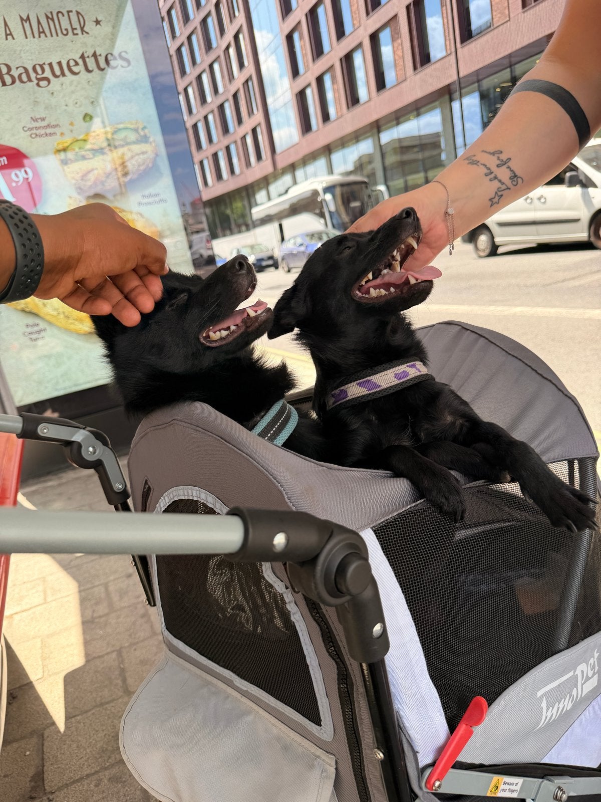 Schipperke pups verwacht – reserveren mogelijk, Overige rassen, 8 tot 15 weken, Meerdere, Meerdere dieren