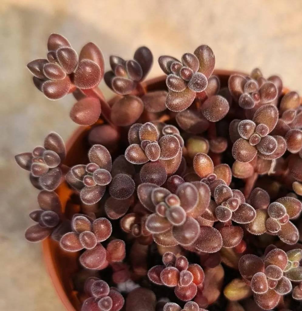 Sedum 'Coral beads' Stahlii | rare red fuzy succulent, Vetplant, Ophalen of Verzenden, Minder dan 100 cm, Volle zon