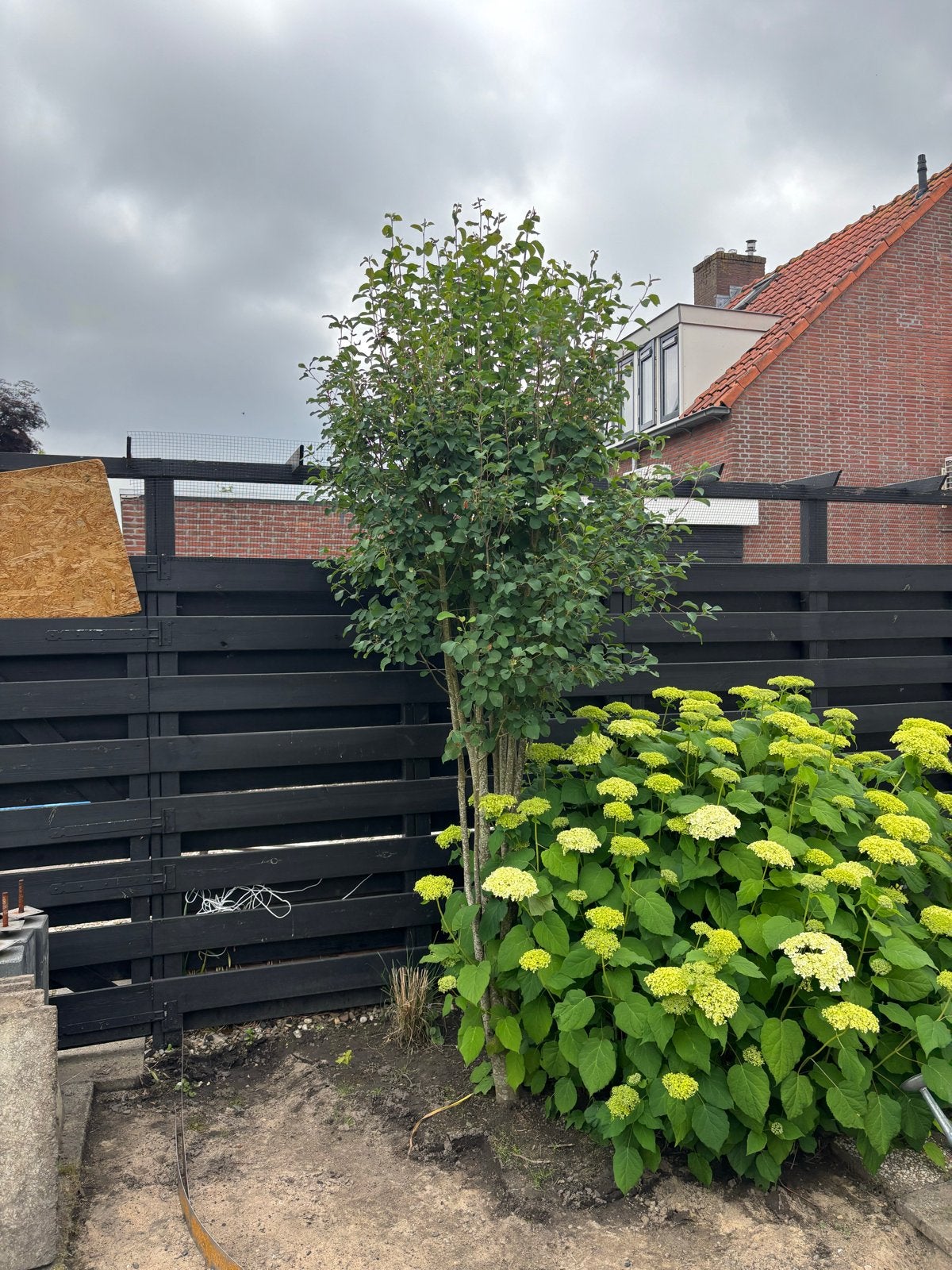 Mooie boom met groen blad, Bloeit niet, Overige soorten, 250 tot 400 cm, Ophalen