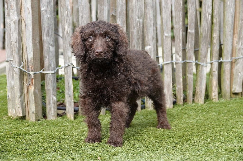 Chocolade kleine medium Labradoodle pups (geteste ouders), Dieren en Toebehoren, Honden | Retrievers, Spaniëls en Waterhonden