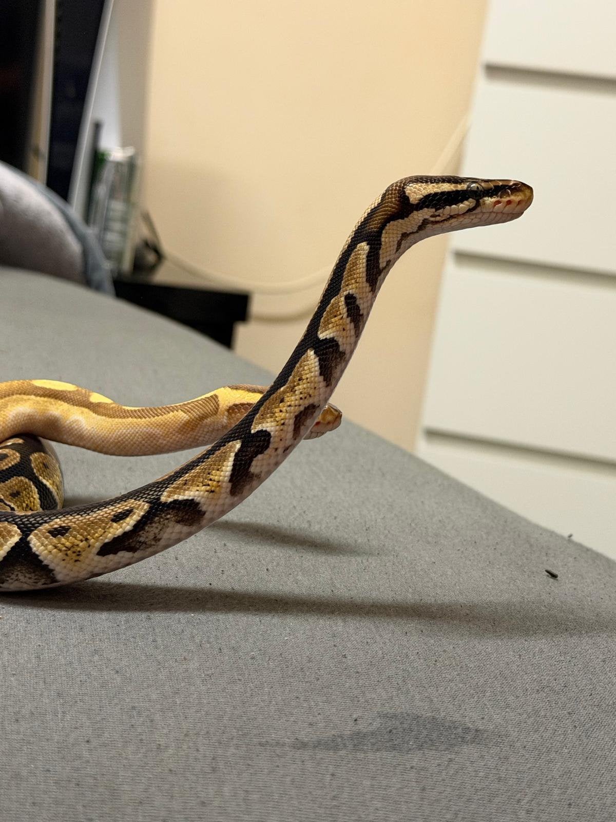 Twee prachtige koningspythons – gele en donkere kleurvariant Ball Python photo 2