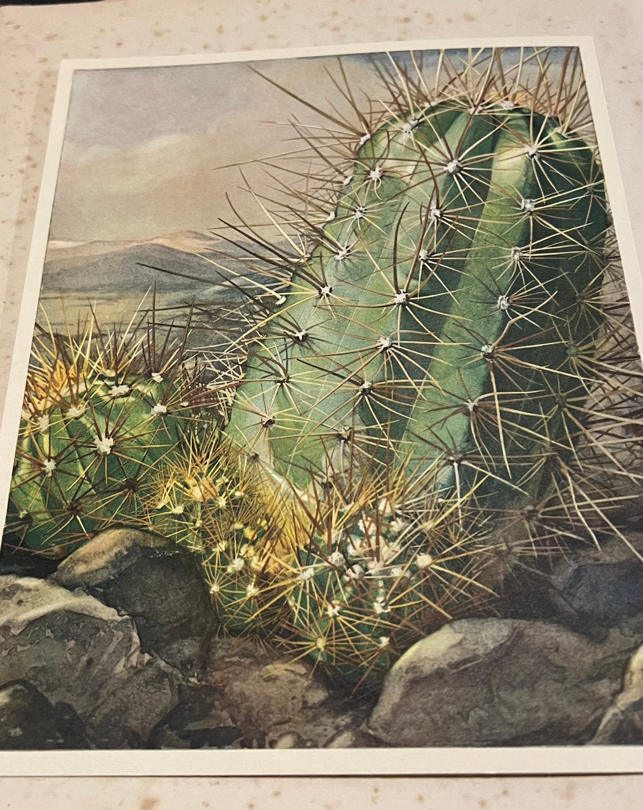 Originele verkade prent van cactussen, Ophalen of Verzenden, Overige thema's