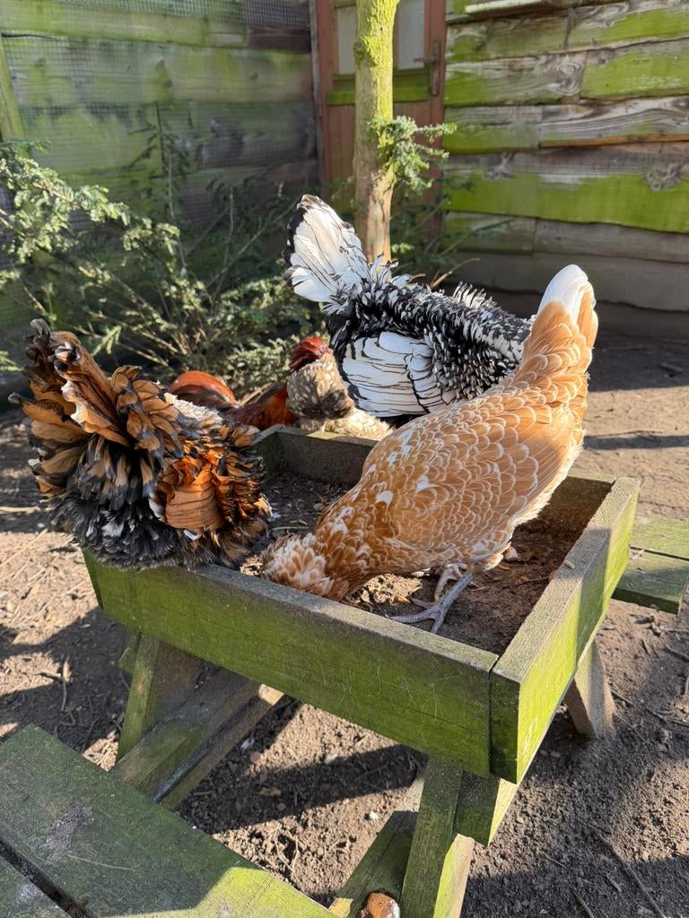 Padua broedeieren 🐥🐣, Dieren en Toebehoren, Pluimvee, Geslacht onbekend, Kip