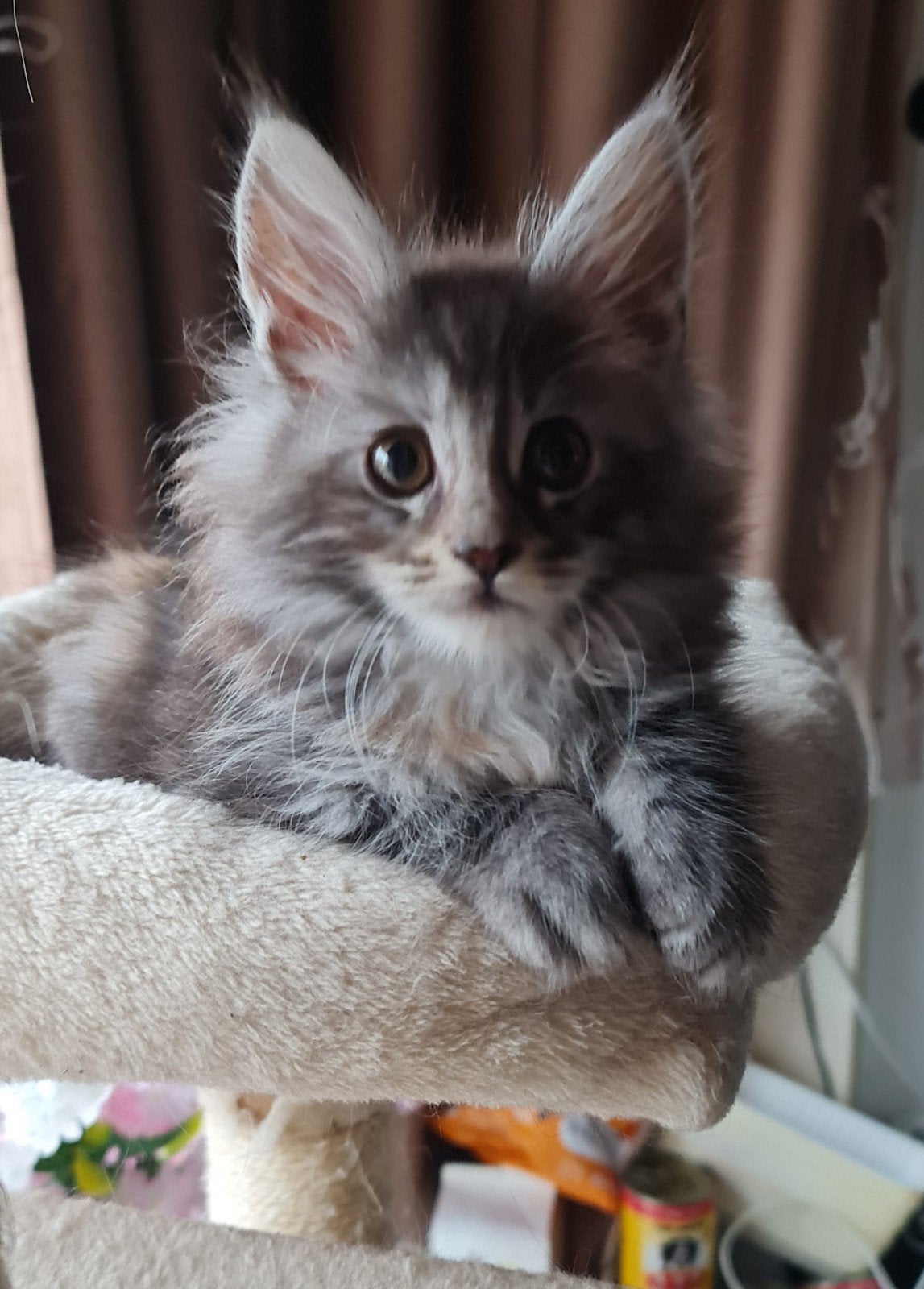 Maine Coon kitten mag nu weg !, Poes, Gechipt, 0 tot 2 jaar
