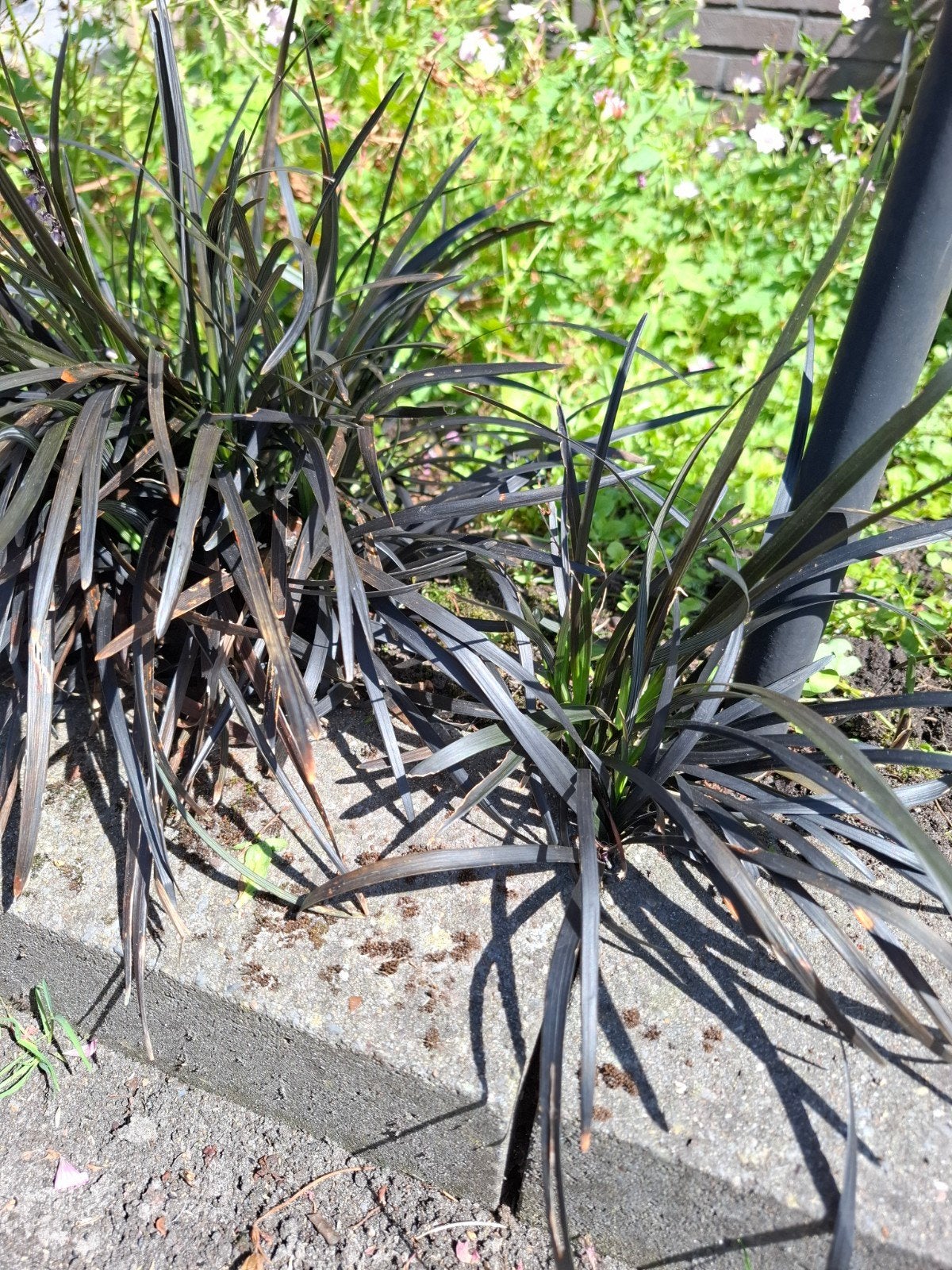 Ophiopogon planiscapus 'Niger', Ophalen, Vaste plant, Overige soorten, Volle zon