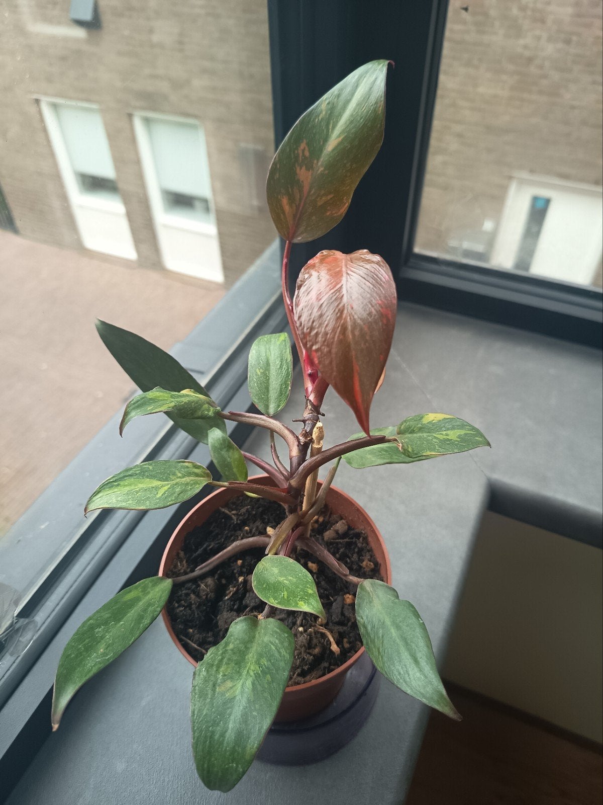 Philodendron orange Princess 20cm, Huis en Inrichting, Kamerplanten, Ophalen, Halfschaduw, Minder dan 100 cm