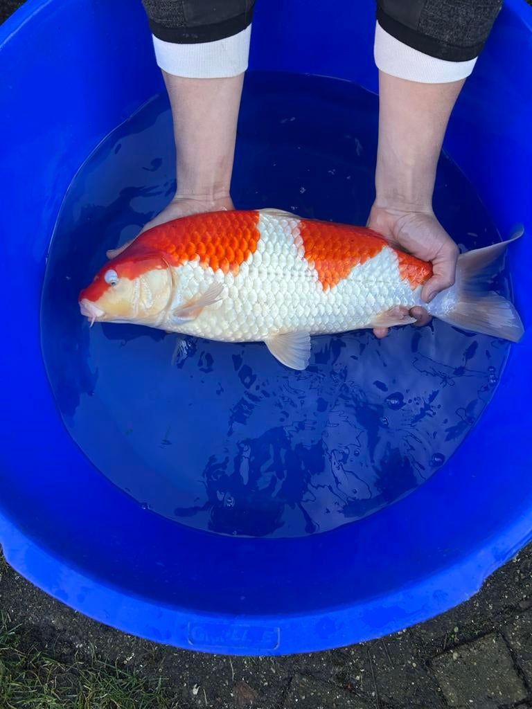 Kohaku, Karper of Koi
