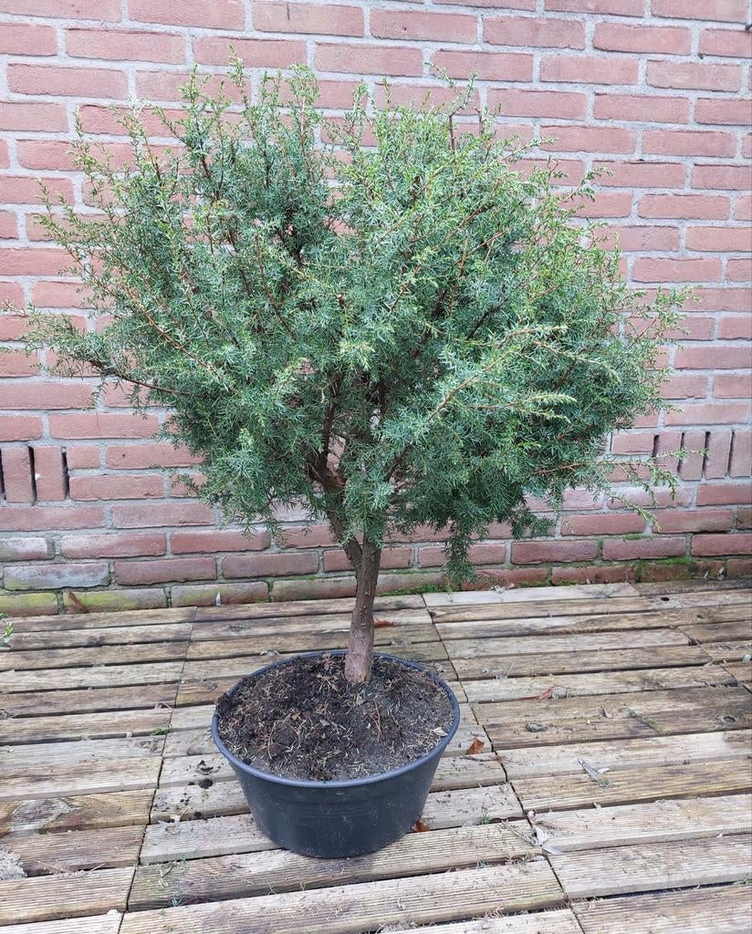 Miniboom Jeneverbes Juniperus, Ophalen, Bloeit niet, Volle zon, Overige soorten
