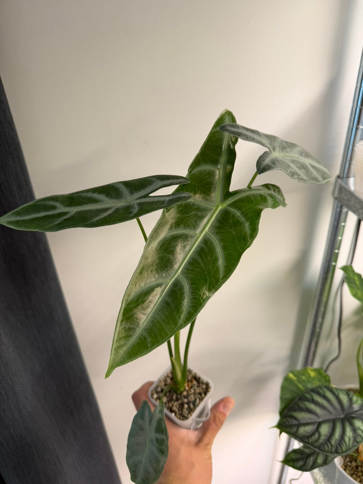 Alocasia Longiloba silver corm, Ophalen of Verzenden, Halfschaduw, Minder dan 100 cm
