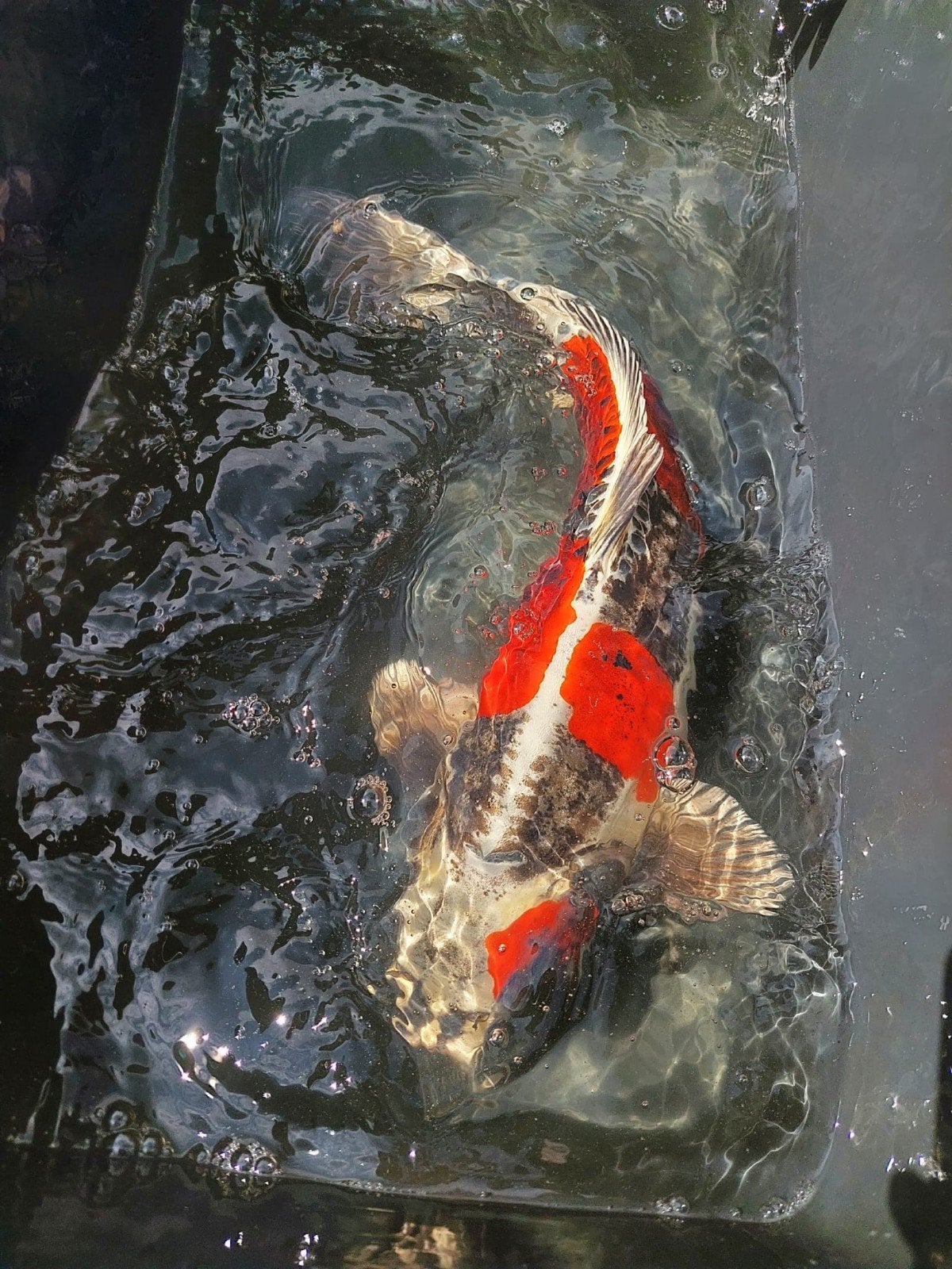 8 Japanse Kois te koop, Dieren en Toebehoren, Vissen | Vijvervissen, Karper of Koi