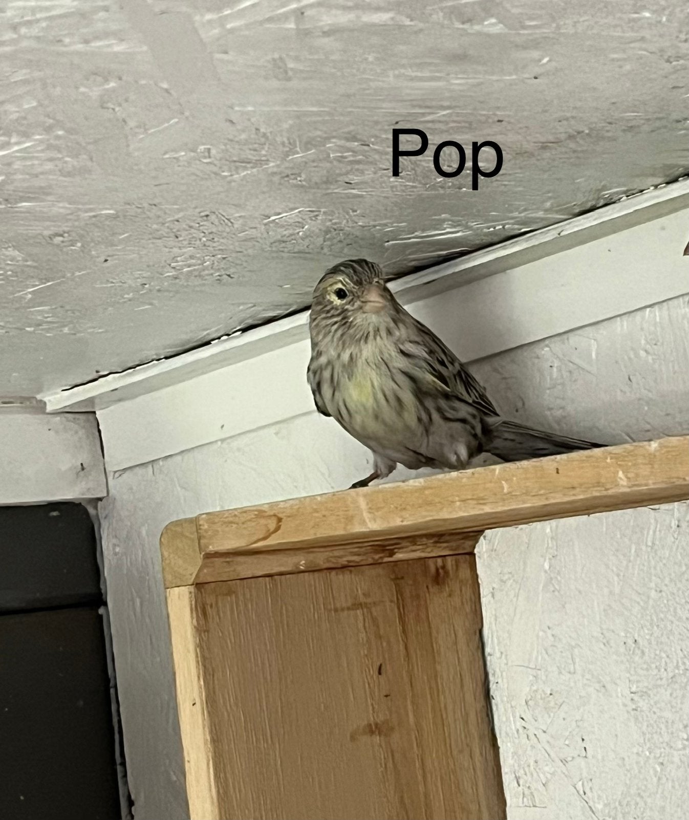 Gele agaat mozaiek pop, Vrouwelijk, Kleurkanarie