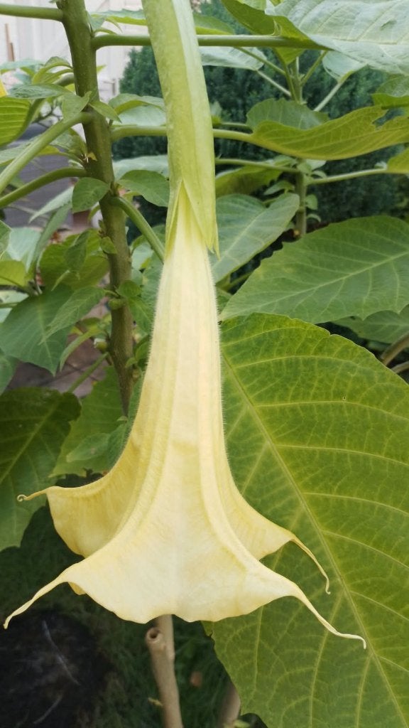 Brugmansia Geel ( moederplant.), Volle zon, Vaste plant, Zomer, Ophalen