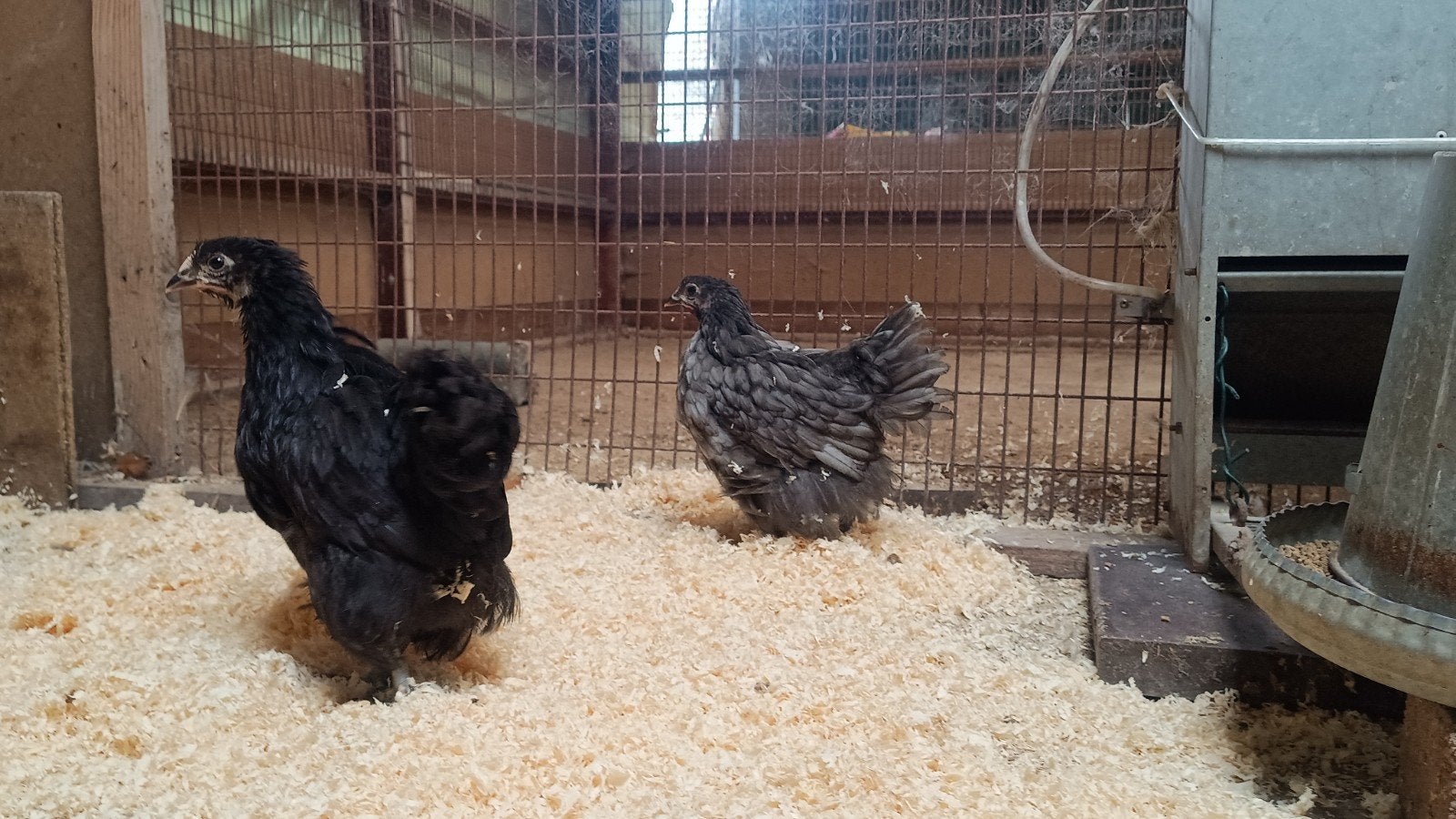 Orpington, Meerdere dieren, Kip
