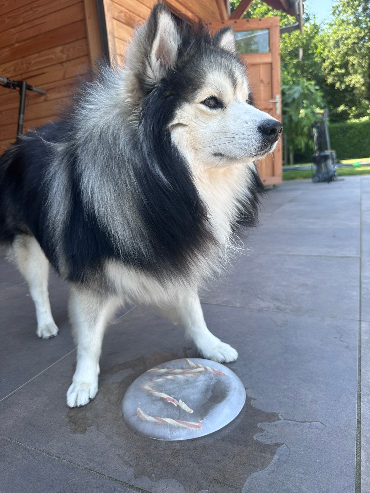 Vakantie adres Floki, Reu, Parvo, Eén hond, 3 tot 5 jaar