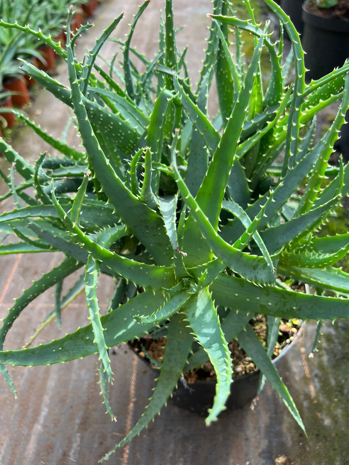 Aloe Arborescens pot23, Ophalen of Verzenden, Overige soorten, Volle zon