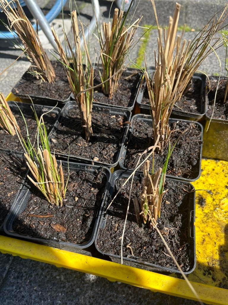 Lampenpoetsergras 10 stuks, Tuin en Terras, Planten | Tuinplanten, Ophalen, Volle zon, Vaste plant, Siergrassen