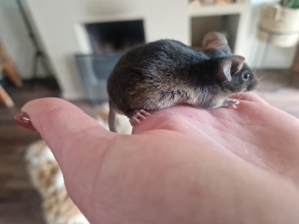 3 satijn mannen Black tan zwart kleurmuis muis man 3 voor €5, Dieren en Toebehoren, Knaagdieren, Maart, Muis, Mannelijk, Tam
