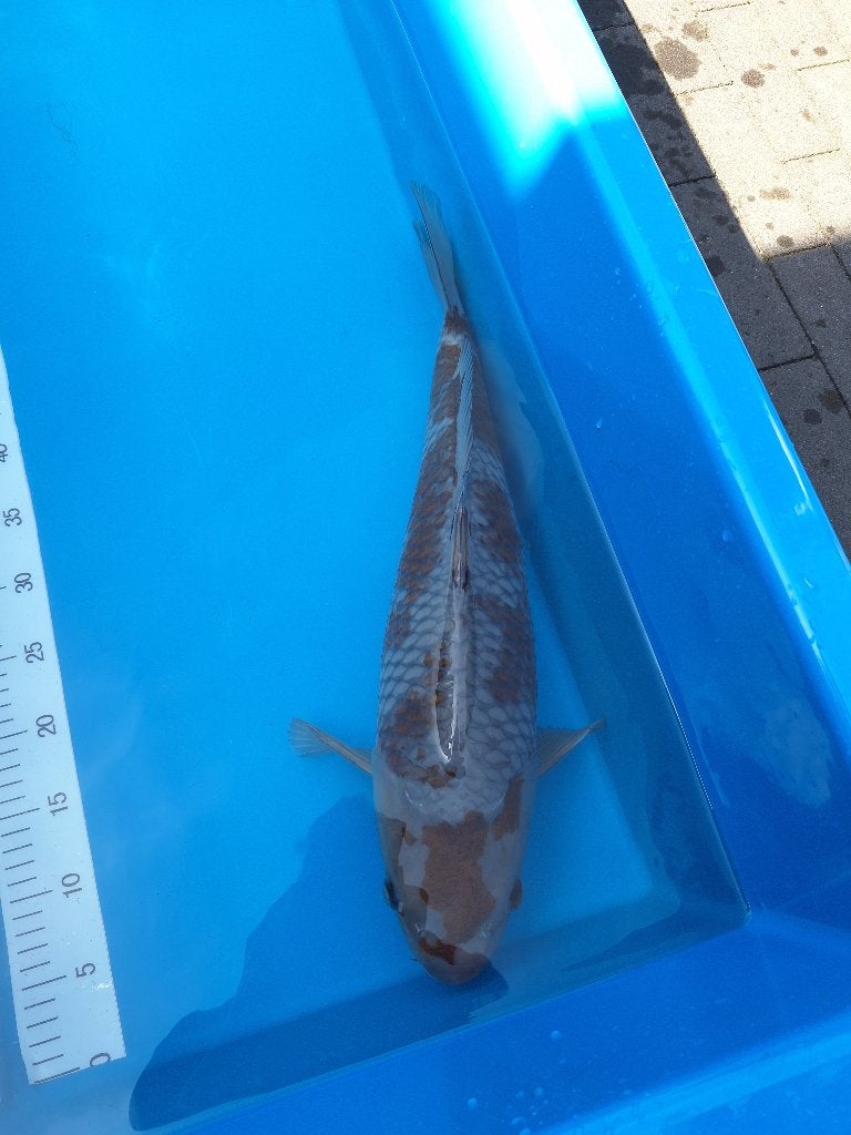 Koi ochiba 55cm, Dieren en Toebehoren, Vissen | Vijvervissen, Karper of Koi