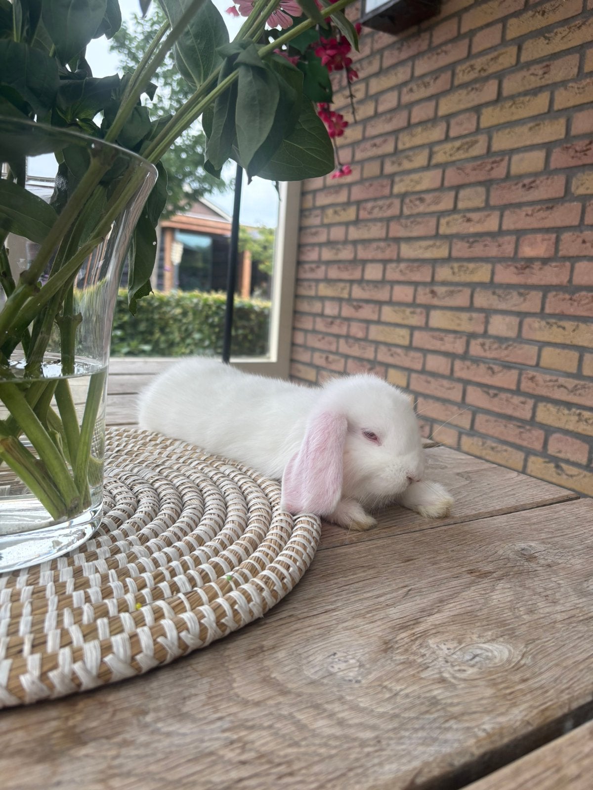 Lieve nederlandse hangoor dwerg ram, Dieren en Toebehoren, Mannelijk, Dwerg, Hangoor, 0 tot 2 jaar