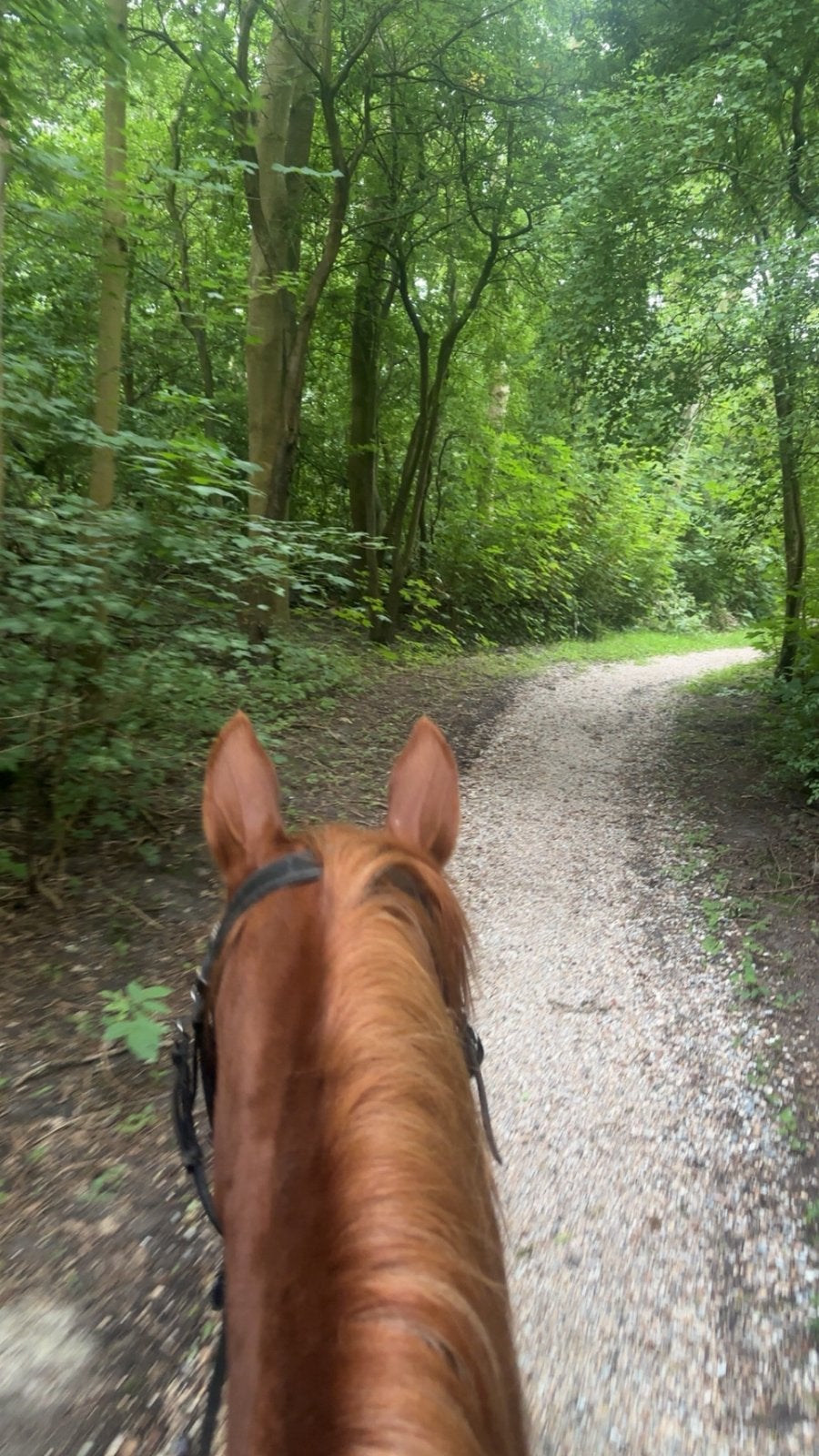 Pony te lease, Ophalen of Verzenden, Zo goed als nieuw
