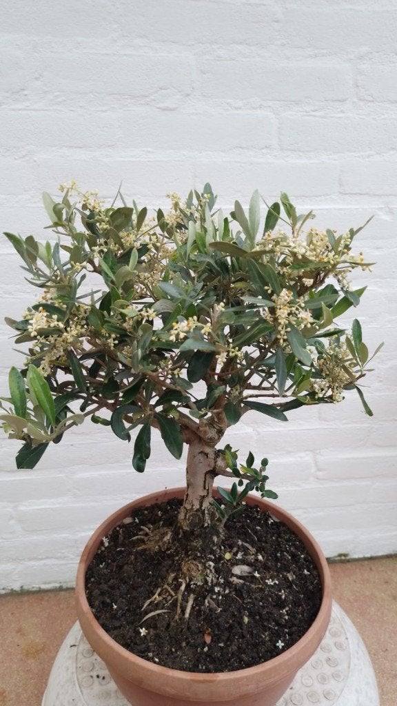 Olijf Bonsai, Overige soorten, Lente, Minder dan 100 cm, Ophalen