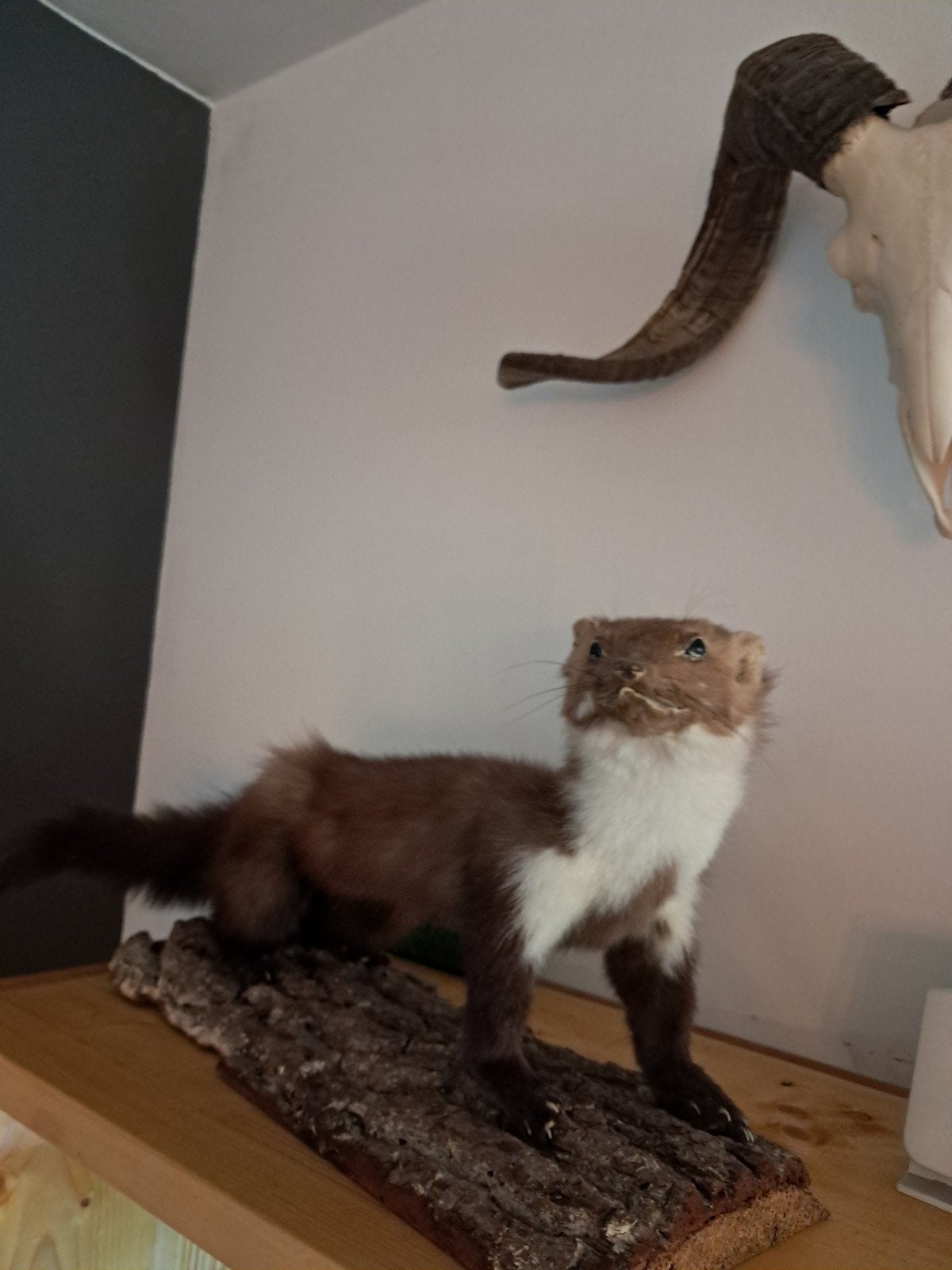 Opgezette Steenmarter op Houten Sokkel, Ophalen of Verzenden, Gebruikt, Wild dier, Opgezet dier