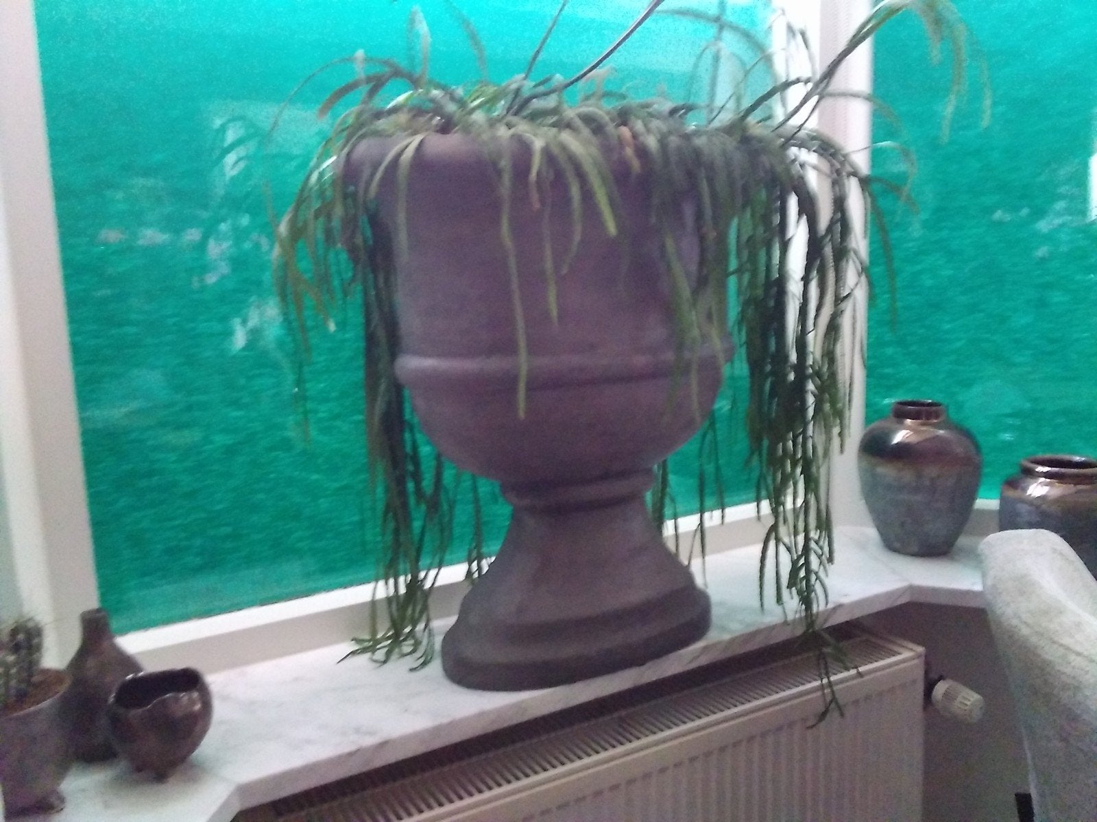 bloempotten binnen, Ophalen, Halfschaduw, Minder dan 100 cm