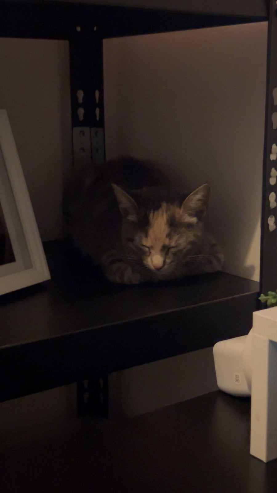 Katertje 5 maanden oud, Kater, Kortharig, 0 tot 2 jaar