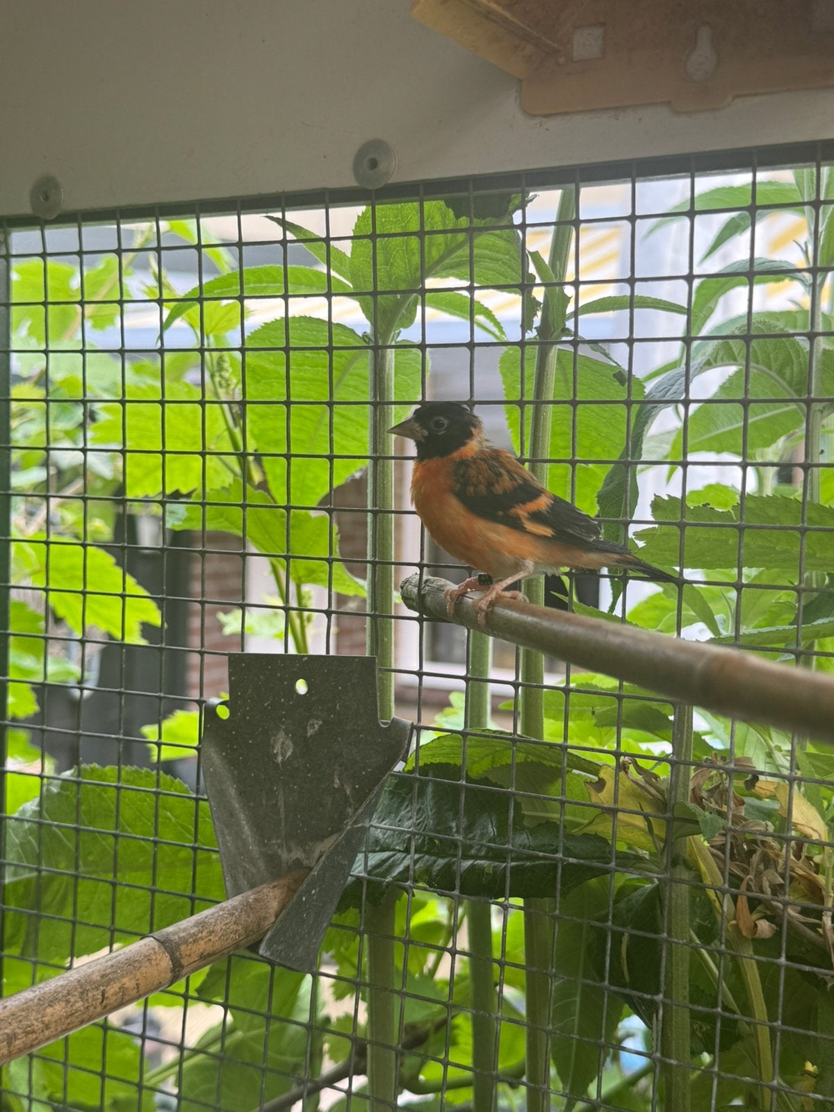 koppeltje kapoetsensijzen 25, Meerdere dieren, Tropenvogel, Geringd