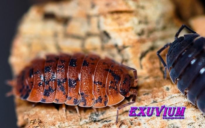 Porcellio scaber Red Calico isopods / pissebedden, Overige soorten