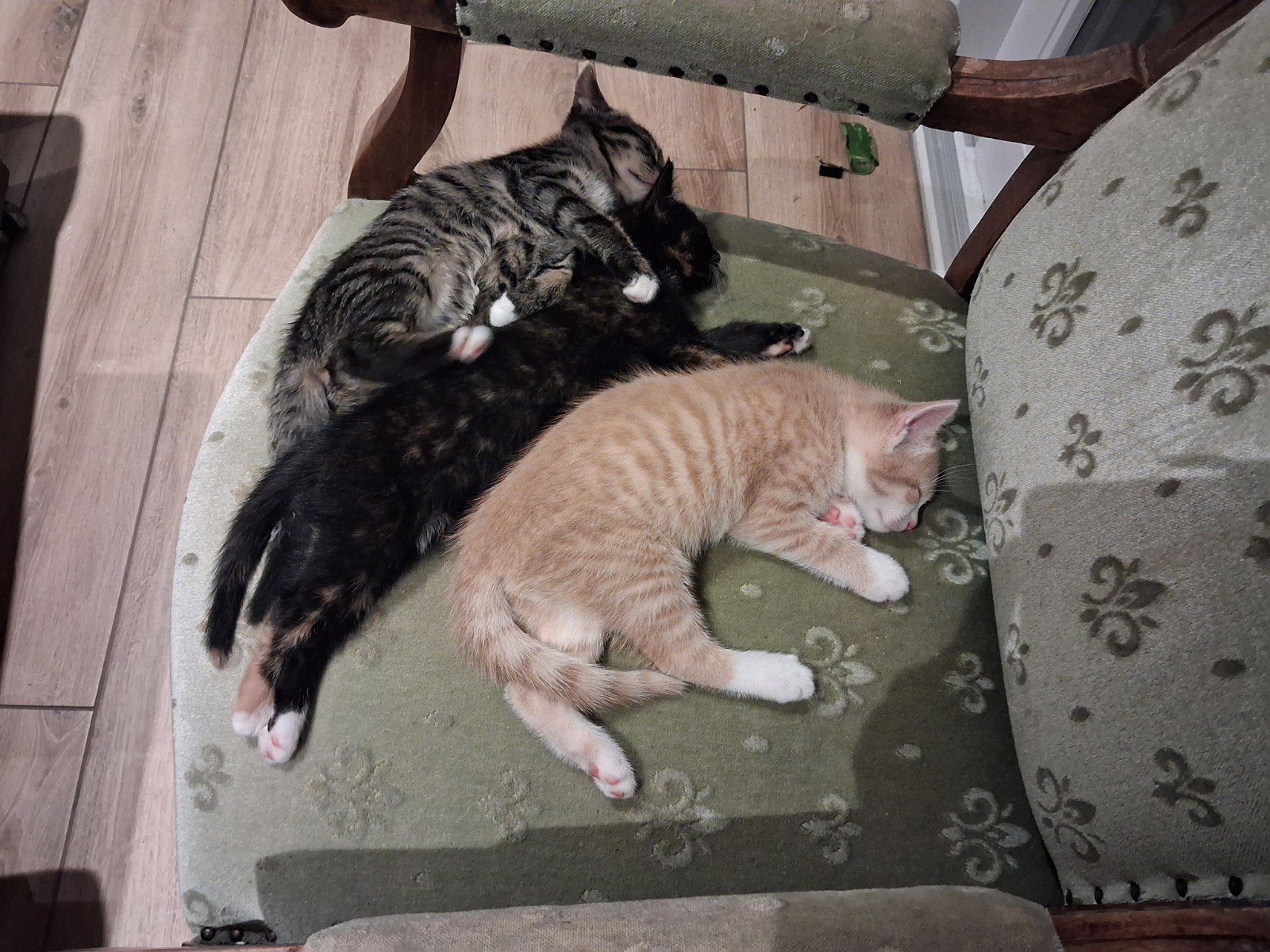 kitten donkere lapjes poes, Poes, Kortharig, 0 tot 2 jaar