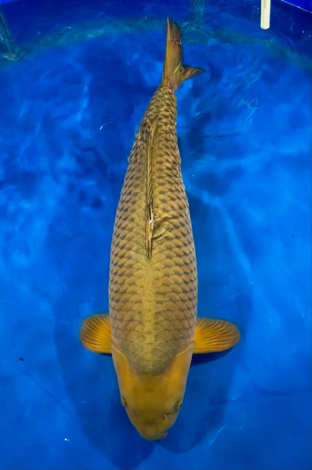 Chagoi prijs verlaagd., Karper of Koi
