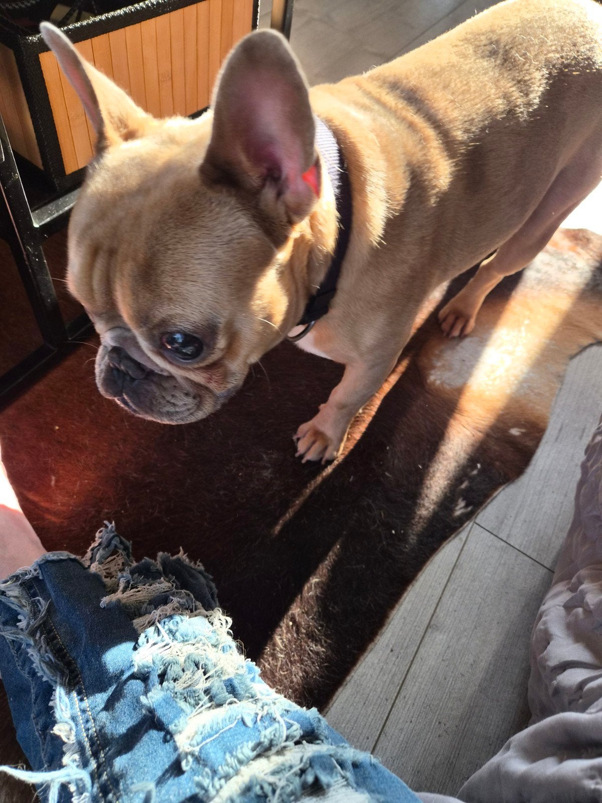 franse bulldog, Dieren en Toebehoren, Reu, 1 tot 2 jaar, Bulldog, Eén hond