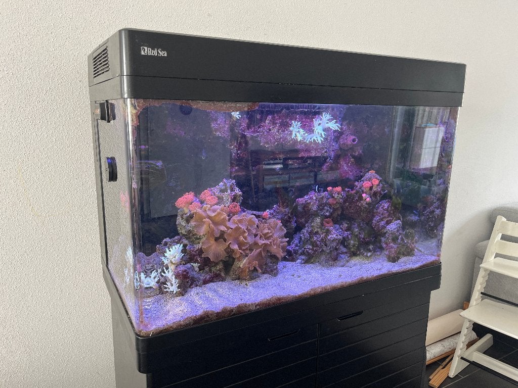 Red Sea Max 250 compleet zeeaquarium te koop, Dieren en Toebehoren, Ophalen, Red Sea, Gevuld zeewateraquarium, Gebruikt