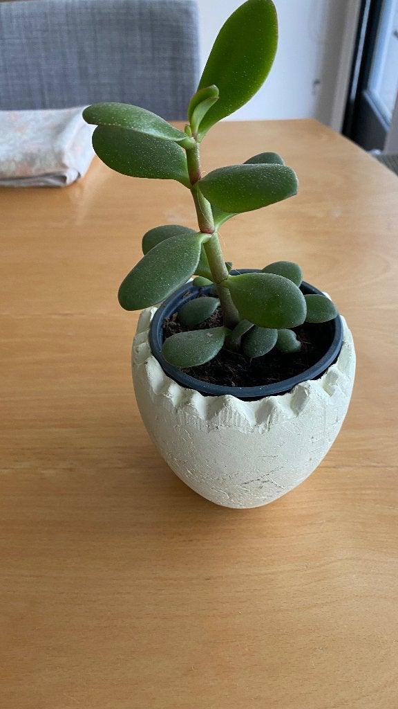 Kleine Vetplant in Pot - Ideaal voor Binnen, Vetplant, In pot, Minder dan 100 cm, Groene kamerplant