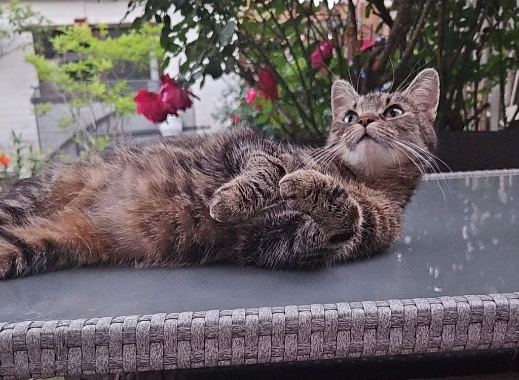 Cyperse poes, Meerdere dieren, 0 tot 2 jaar