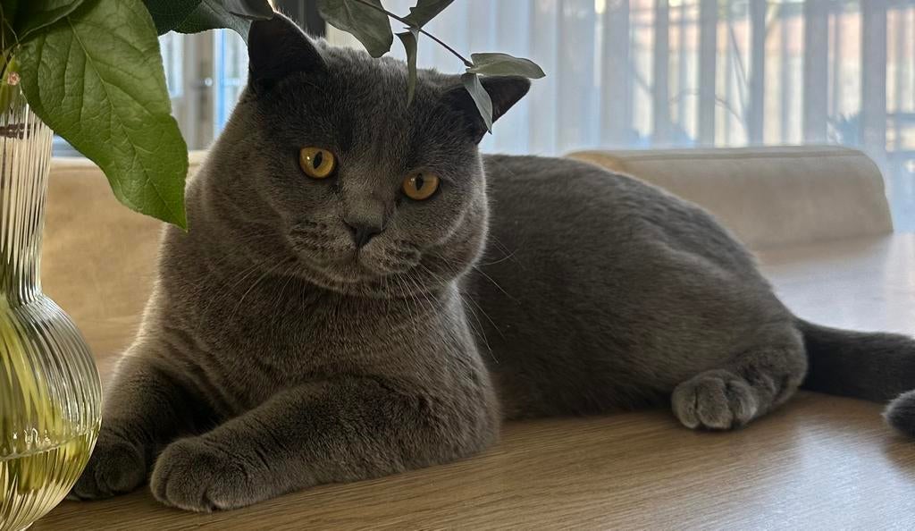 Britse korthaar dekkater gezond en huiskat!