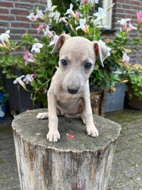 Mooie gele en blauwe Whippet pups, Parvo, Nederland, Whippet, 8 tot 15 weken