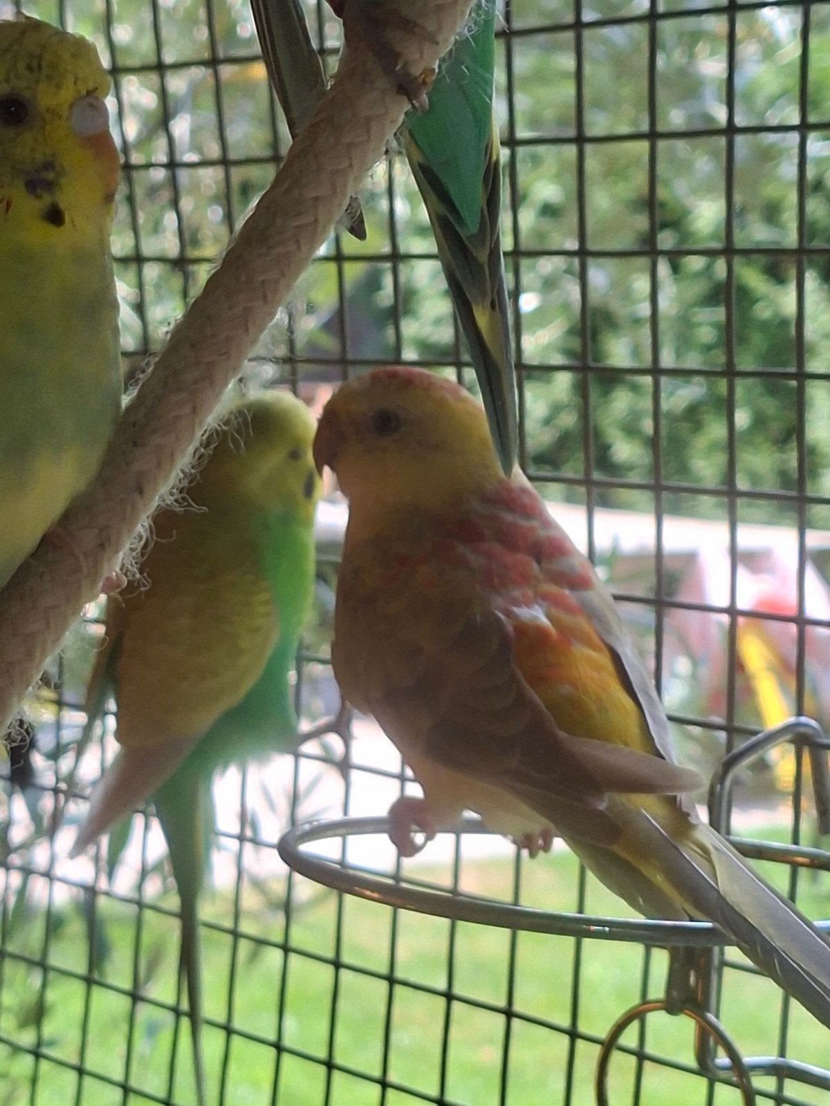 roodrug parkieten koppel, Dieren en Toebehoren, Vogels | Overige Vogels, Meerdere dieren