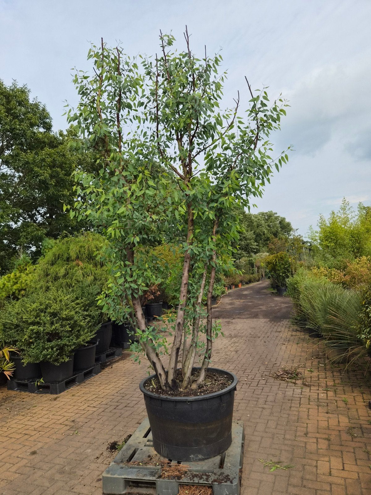 Meerstammige Eucalyptus - Winterhard en Geurend, Tuin en Terras, Bloeit niet, 250 tot 400 cm, Volle zon, In pot
