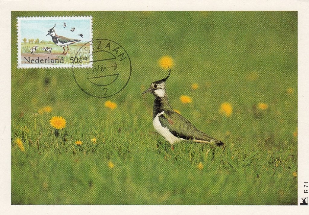 Maxikaart - 1984 - Kievit - Zomerzegels - Weidevogels, Verzenden, 1980 tot heden, Ongelopen, Natuur